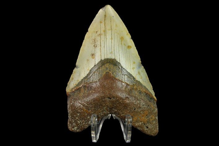 3.98" Fossil Megalodon Tooth - North Carolina